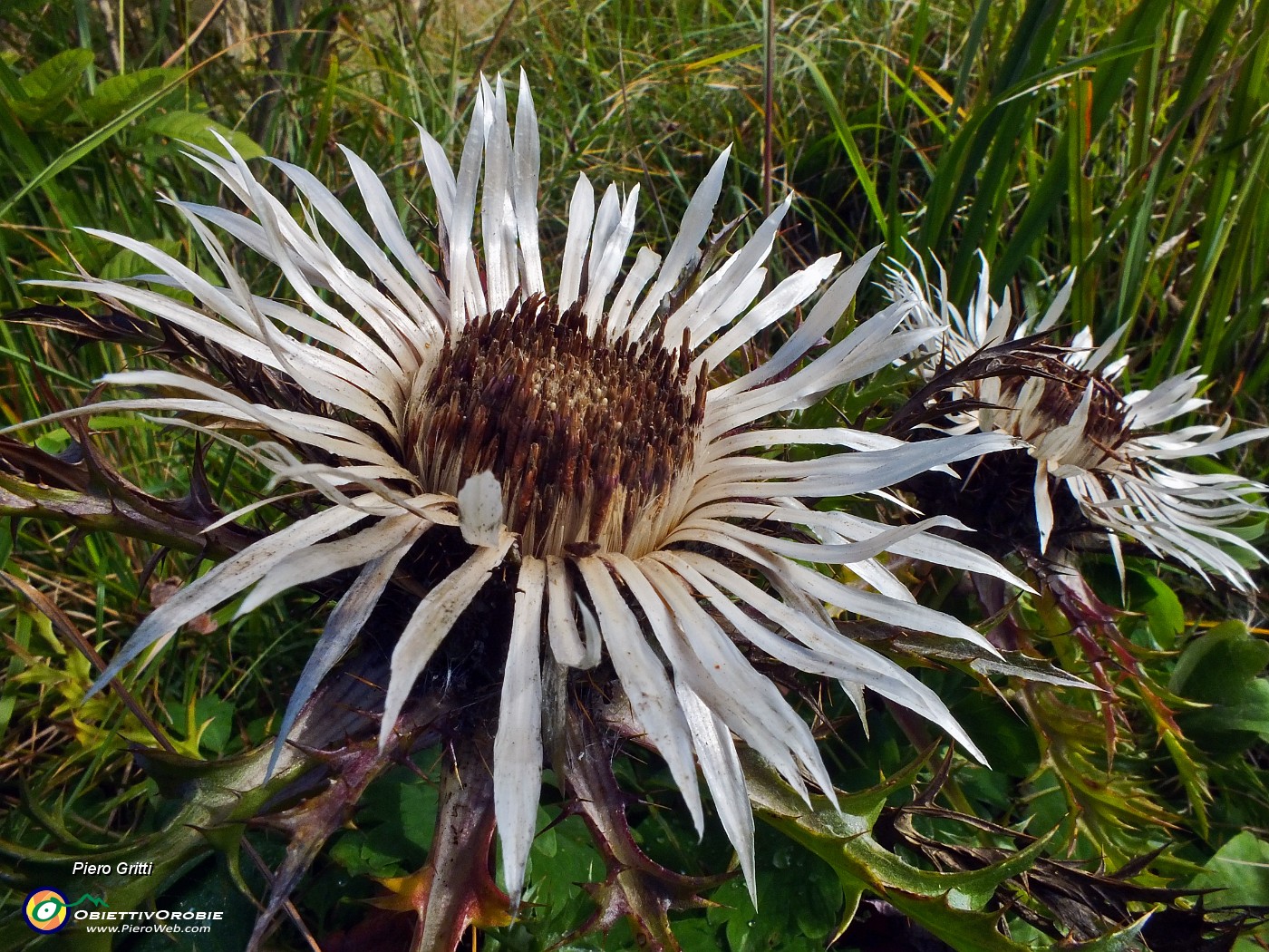 31 Fiore di carlina.JPG